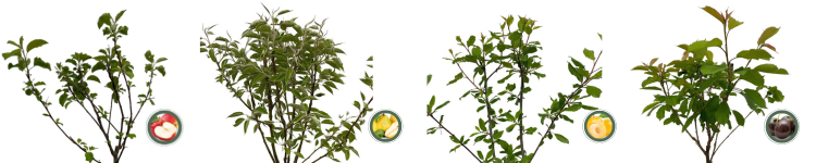 Fruitbomen mix soorten