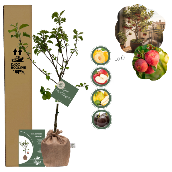 Kerstpakket Fruitboom mix