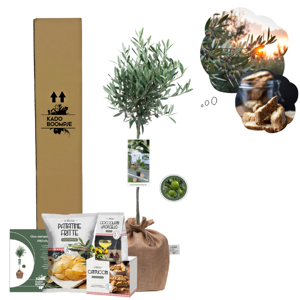 Kerstpakket Olijfboom d'Italia small