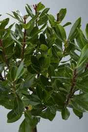 Arbutus unedo Compacta Aardbeienplant