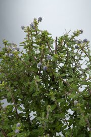 Ceanothus Puget Blue op stam