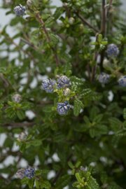 Bloemen Amerikaanse Sering Puget Blue