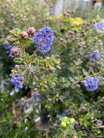 Bloem Ceanothus Puget Blue op stam