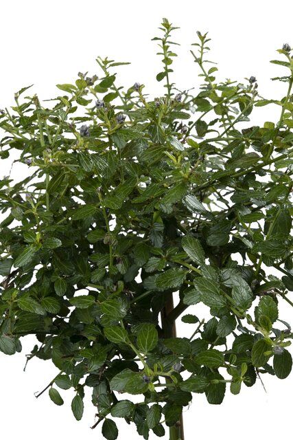Amerikaanse Sering Repens