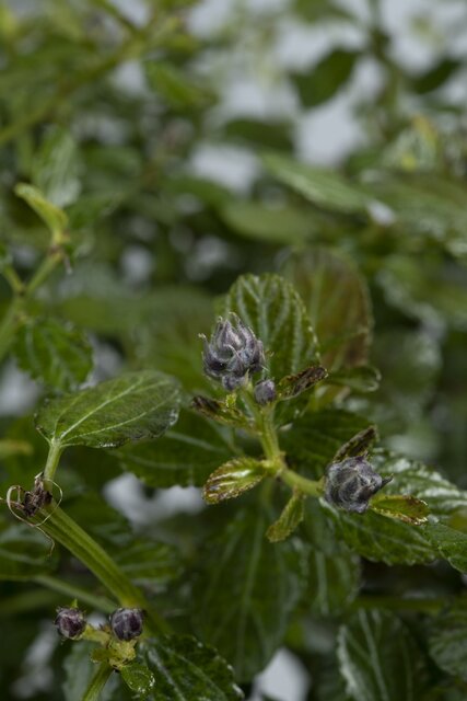 Ceanothus thyrsiflorus "Repens"