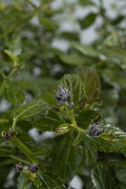 Ceanothus thyrsiflorus "Repens"