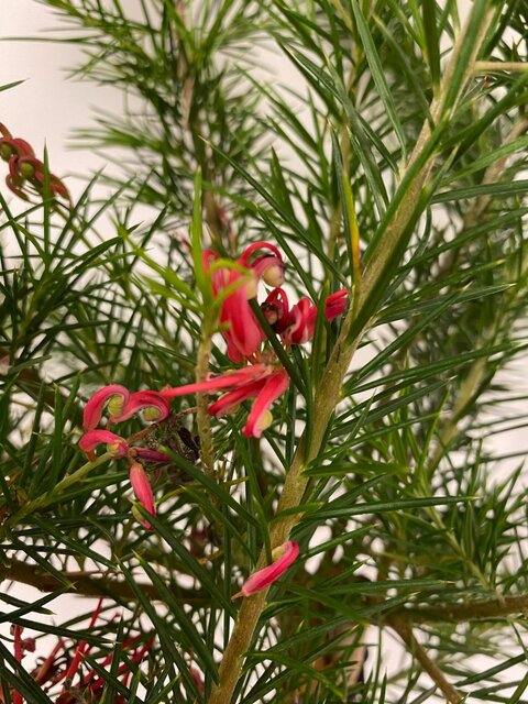 Grevillea juniperina op stam