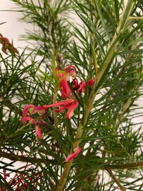 Grevillea juniperina op stam