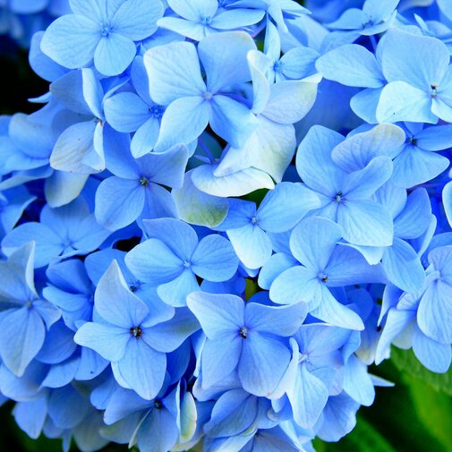 Blauwe boerenhortensia op stam