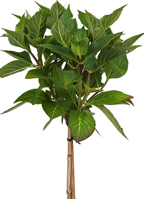 Boerenhortensia blauw