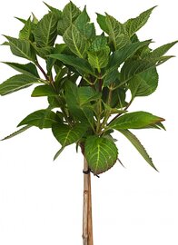 Boerenhortensia blauw