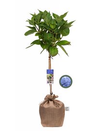 Boerenhortensia blauw op stam
