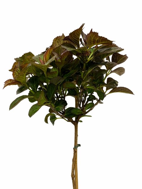 Boerenhortensia  Dark Angel