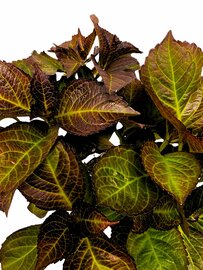 Hydrangea macr. Dark Angel op stam