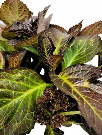 Hydrangea macr. Dark Angel op stam