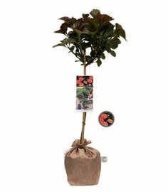 Boerenhortensia Kadoboompje