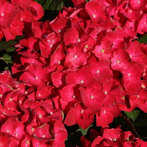Hydrangea macrophylla Red op stam