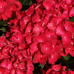 Hydrangea macrophylla Red op stam