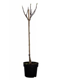Bladverliezende boerenhortensia