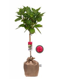 Boerenhortensia rood