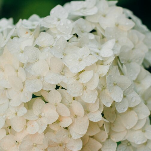 Witte hortensia op stam