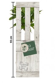 Boerenhortensia wit