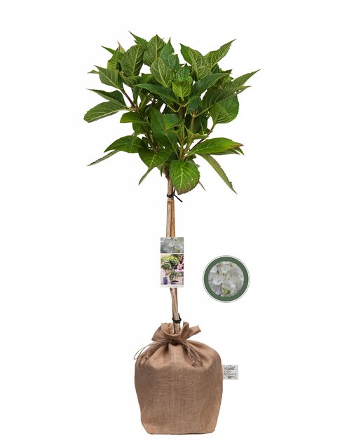 Boerenhortensia