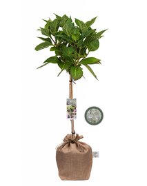 Boerenhortensia