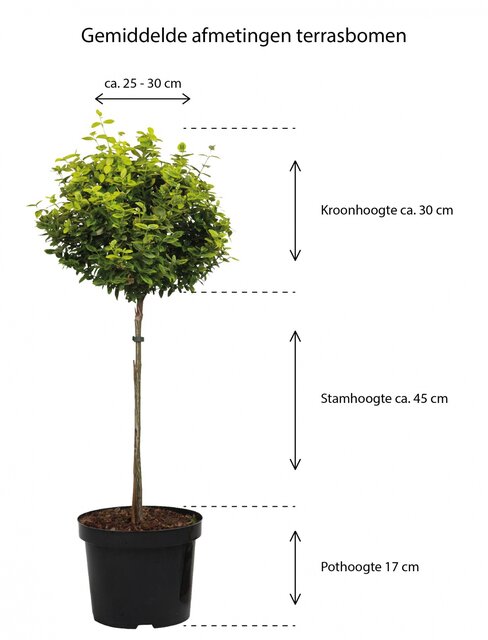 Kadoboompje hoogte kardinaalsmuts