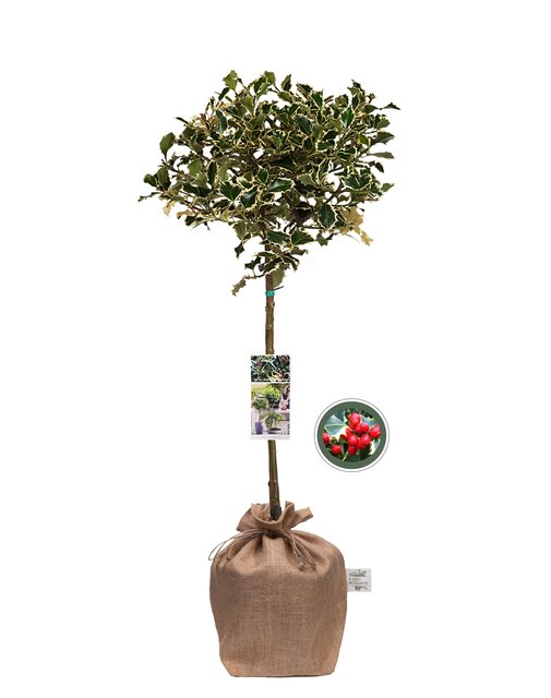 Ilex altaclerensis ‘Argentea Marginata’ op stam