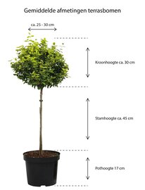 Hoogte Bonte Hulst Marginata op stam