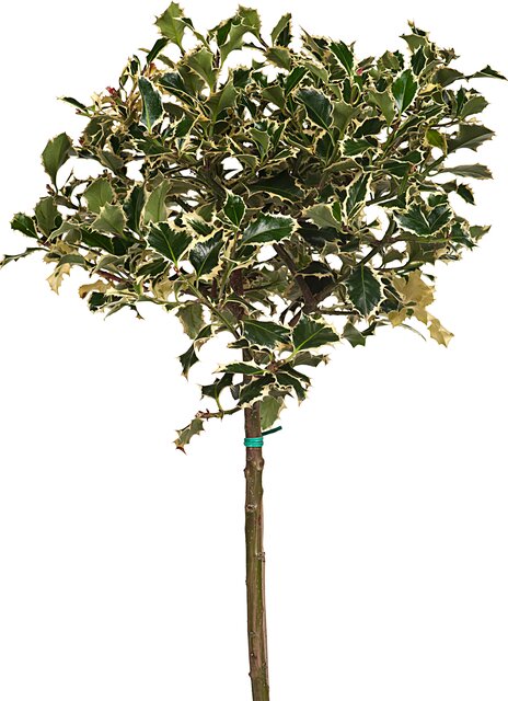 Ilex altaclerensis ‘Argentea Marginata’ op stam