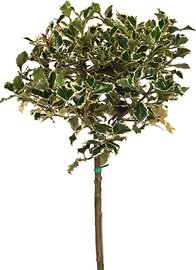 Ilex altaclerensis ‘Argentea Marginata’ op stam