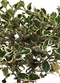 Bonte Hulst Argentea Marginata op stam