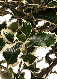 Ilex ‘Argentea Marginata’ blad