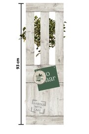 Kadoboompje Bonte Hulst ‘Argentea Marginata’