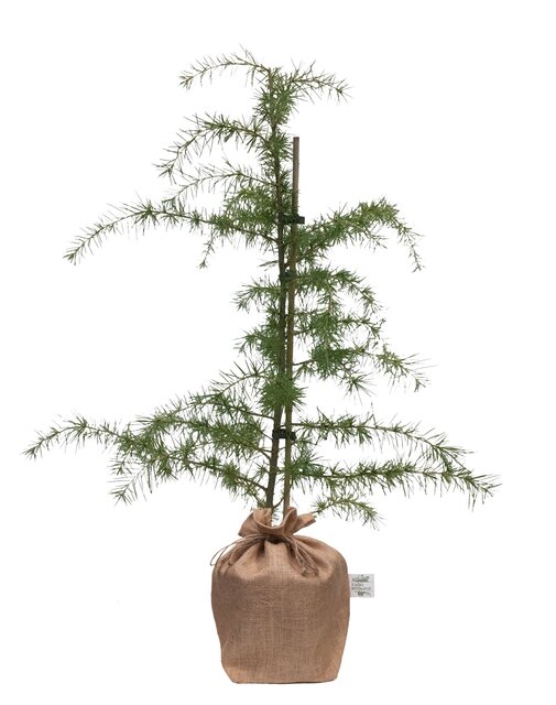 Cedrus deodara