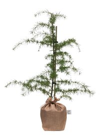 Cedrus deodara