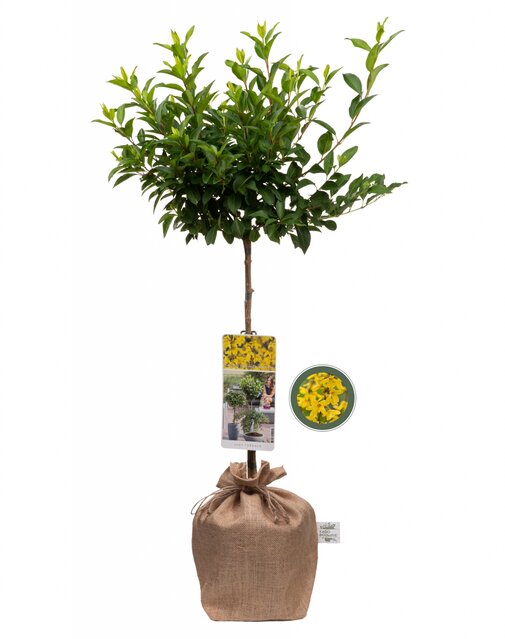 Forsythia intermedia Weekend op stam