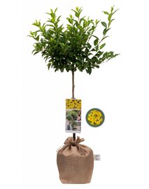 Forsythia intermedia Weekend op stam