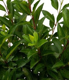 Kadoboompje forsytia