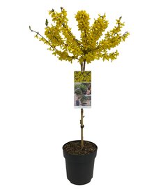 Kadoboompje Forysthia intermedia weekend bloei