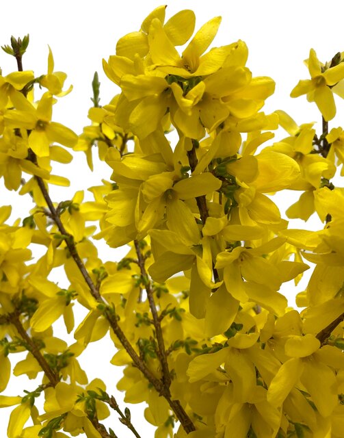Bloemen Forsythia int Weekend