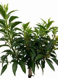 Forsythia intermedia 'Nimbus' op stam