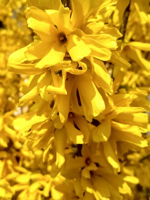 Forsythia intermedia 'Nimbus' op stam