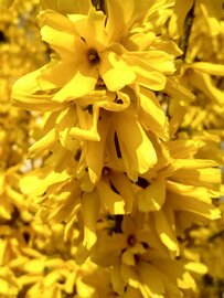 Forsythia intermedia 'Nimbus' op stam