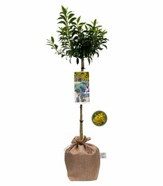 Forsythia intermedia 'Nimbus' op stam