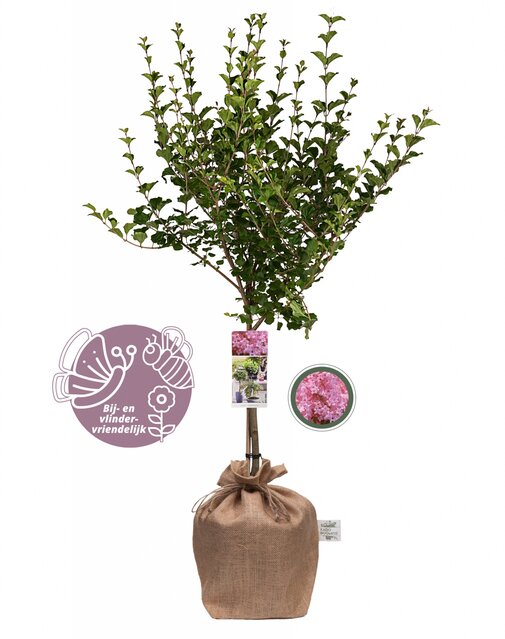 Syringa meyeri “Flowerfesta Pink” op stam