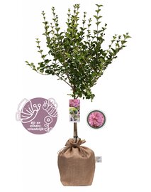 Syringa meyeri “Flowerfesta Pink” op stam