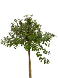 Escallonia Red Dream Kadoboompje